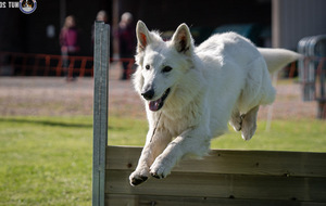 Bienvenue sur le site d'éducation canine